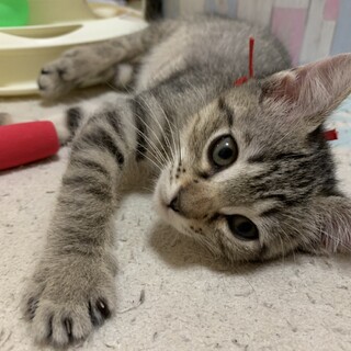 募集停止よく人に慣れてます！キジトラ女子プティ