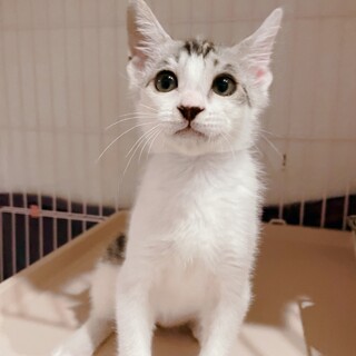 家族が出来ました！アザラシくん♡