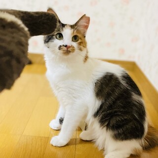 トライアル決定！長毛の三毛猫。アリスちゃん♡