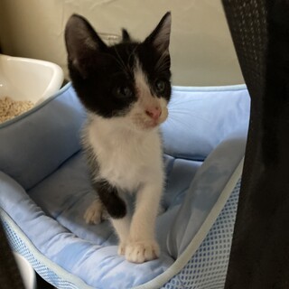 生後2ヶ月の人懐っこい男の子です