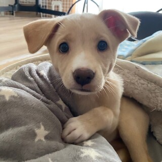 綺麗な顔立ちの『おりひめちゃん』