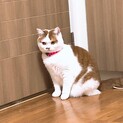 スコティッシュの女の子