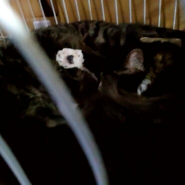 静かだな～と思ったら仲良く寝てた