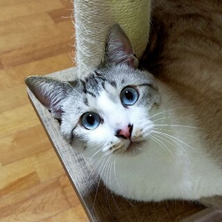 シャムミックスの男の子