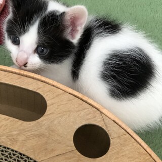 人大好き！さみしがり屋の甘えん坊☆うし君