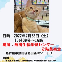 保護猫譲渡会