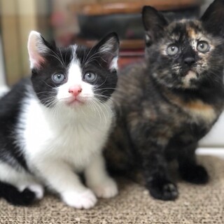 人懐こいタレ目のおっとり女子☆はっちゃん