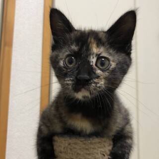 キョトン顔がめちゃめちゃ可愛い♪美形さびちゃん