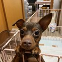 (募集一旦停止)元気いっぱいな男の子！