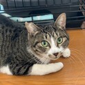 人が大好き☆キジシロのよもぎくん
