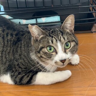 人が大好き☆キジシロのよもぎくん