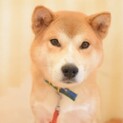 怖がりだけど人が好き☆あさひくん
