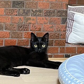 甘え上手な半年ぐらいの黒猫の女の子