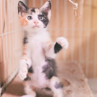 ふわふわ三毛のめんたいこちゃん