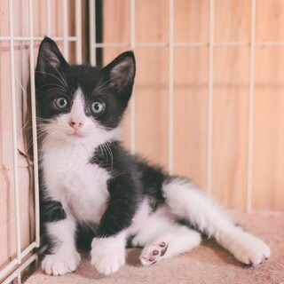 【マスク模様】キュートなハチワレ子猫のたかなくん