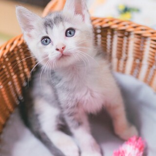 【パステル三毛】甘えん坊子猫のたらこゃん