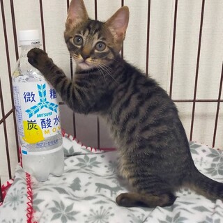 募集停止。キジトラのルルちゃん