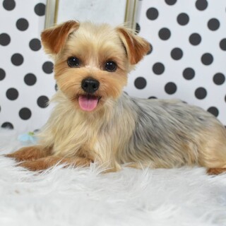 ヨーキーのピンキーちゃん♪