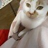 可愛い茶白くん サムネイル3