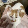 可愛い茶白くん サムネイル4