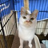 可愛い茶白くん サムネイル5
