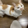 可愛い茶白くん サムネイル6