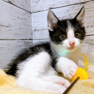 家族が出来ました！とびうおくん♡