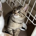 恥ずかしがり屋のキジトラちゃん♡