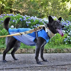 「頂き物」サムネイル2