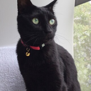 文吉。大人しく優しい。ハンデあり。2歳