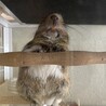 まるぺ。