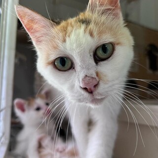 母性愛強め母ちゃん『コハマ』