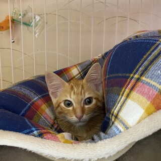 3ヶ月くらいのトラ猫ちゃん