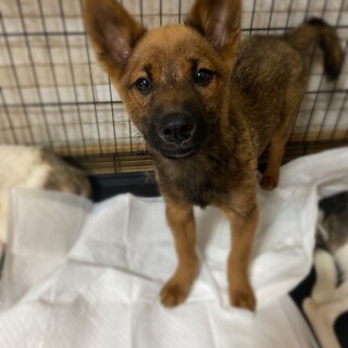 優しい子です⭐︎ずっとの家族を探してます。