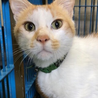 警察の保護を経て収容されるも飼い主の迎えなし