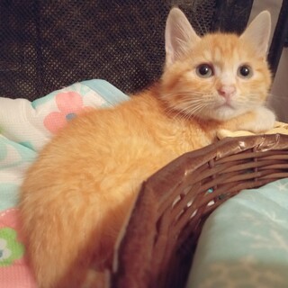 困り顔がキュートなフワモコ茶白君！