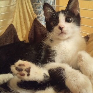 超甘えん坊の牛柄ハチワレ君！初めて飼う方にも