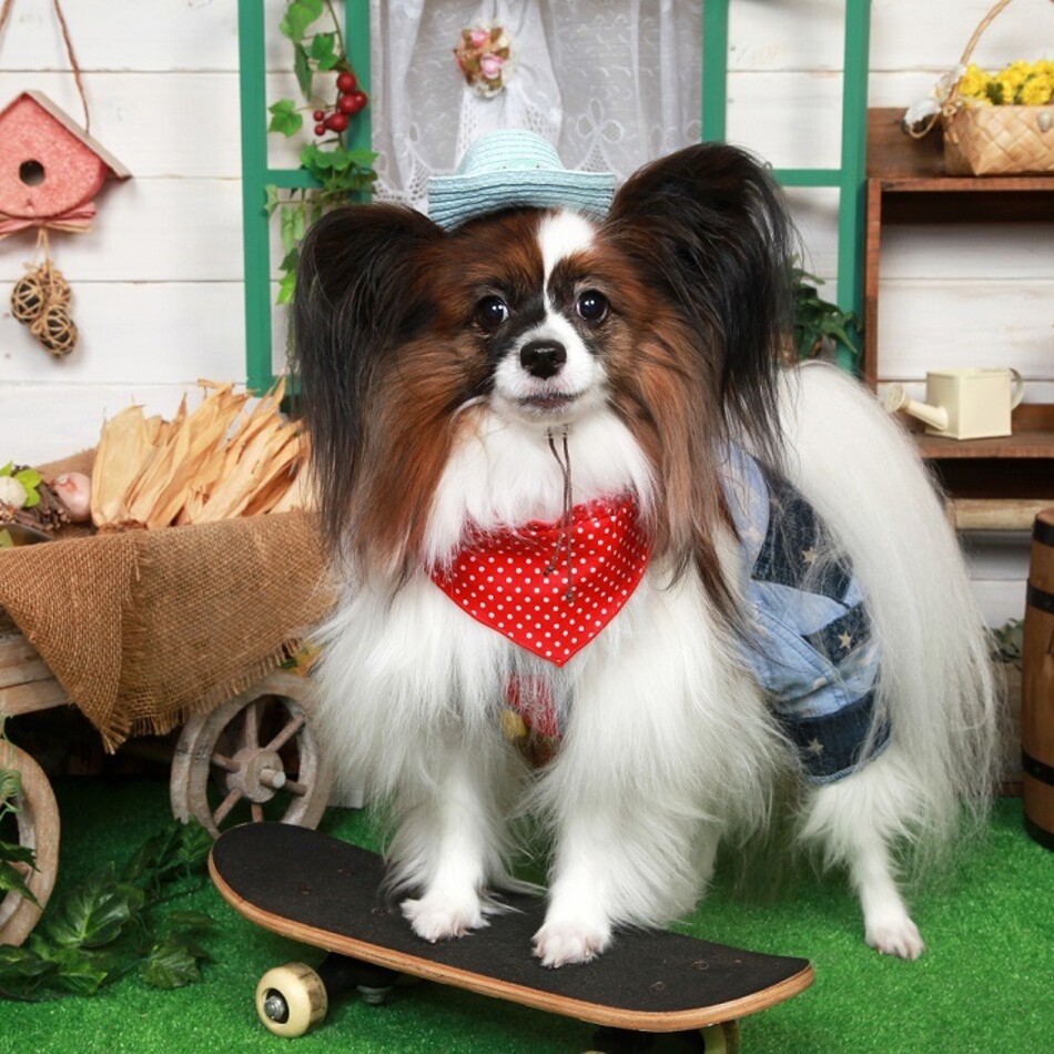 コロのカバー写真