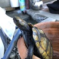 亀さん