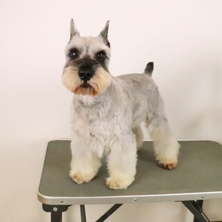 ミニチュア シュナウザーの保護犬里親募集情報 ペットのおうち 月間利用者150万人