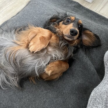 冷房の効いた部屋でゴロゴロする犬。平和だなぁ。