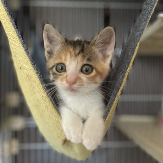 小顔な三毛猫ちゃん