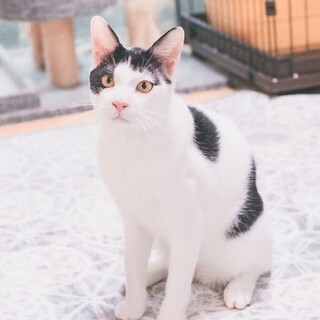 【人間大好きにゃ！】元気いっぱいなポルトくん