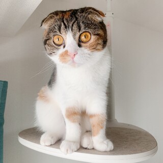 スコティッシュ三毛　女の子/トライアル中