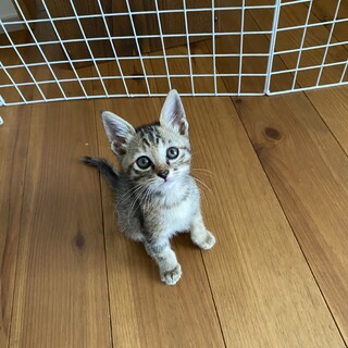 可愛い♡生後1ヶ月半の「にこちゃん」♀