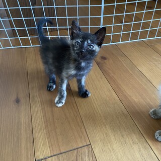 可愛い♡生後1ヶ月半の「むくちゃん」♀
