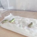 イエアメガエル3匹里親様募集