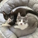 ジャスミン＆アリ