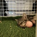 メスのキジ猫（子猫）