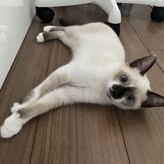 シャム柄目が綺麗な女の子♪生後14週！